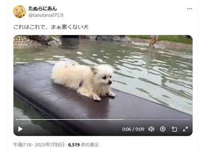 浮いてみる！これはこれで悪くないようで、周囲を見物しています！（⇒次からは、愛犬とのほのぼのな毎日を描いた『犬を揉む -ぺちょら… ときどき 帰宅拒否-』が試し読みできます！）