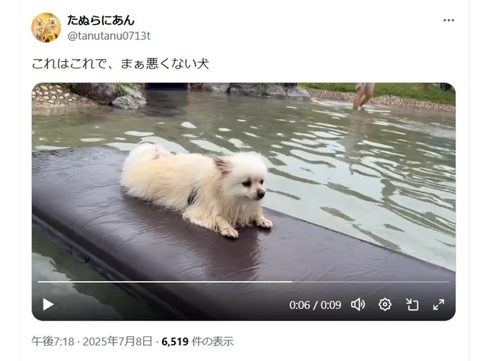 浮いてみる！これはこれで悪くないようで、周囲を見物しています！（⇒次からは、愛犬とのほのぼのな毎日を描いた『犬を揉む -ぺちょら… ときどき 帰宅拒否-』が試し読みできます！）