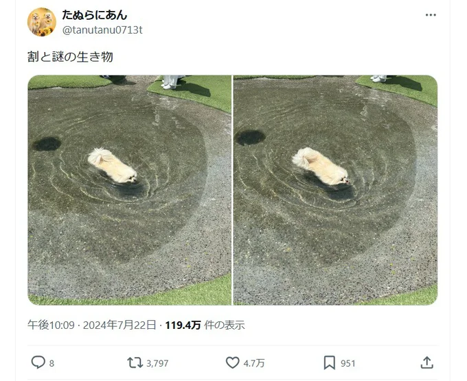 「謎の生き物」として話題になっていました！▶この角度だと（⇒次へ）