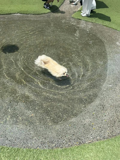 ぺろっと舌を出している姿も確認！▶そんなたぬちゃんですが、地上では（⇒次へ）