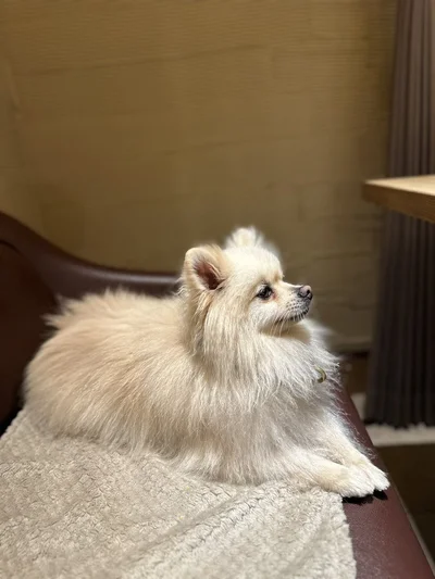 置物のような姿が見られることも！▶一緒に暮らしているたぬちゃん、ゆきとちゃん、こはくちゃんは（⇒次へ）