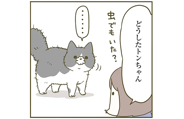 虫でもいたの？ 無言で「ボンっ」と一回り大きくなる猫のナゾ