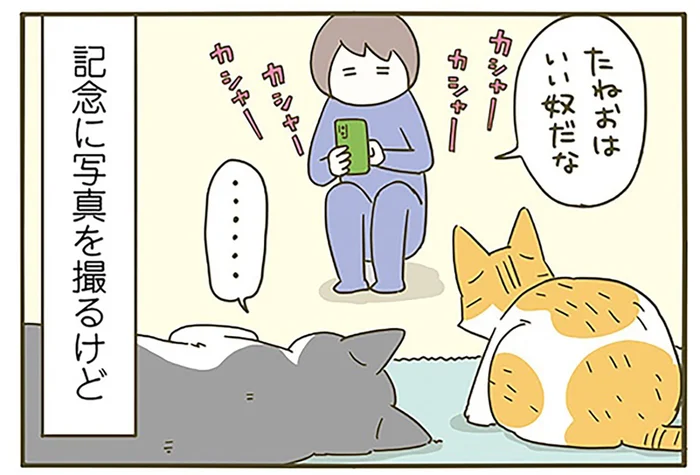 仲良くなれない子に寄り添う猫。飼い主は記念撮影をするも、結末はいつも同じで