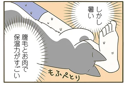 猫がくっついてきて…