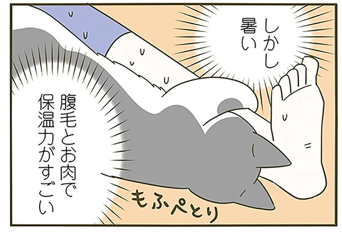 猫がくっついてきて…