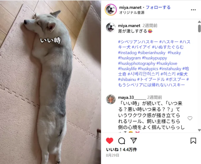 シベリアンハスキーってこんなにまっすぐに伸びるの!?▶寝相が悪いときは無防備の極み(⇒次へ)