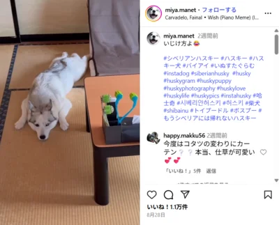 しゅん…と落ち込んだ音が聞こえてきそう▶こたつを撤去された悲しみはまだ続く（⇒次へ）