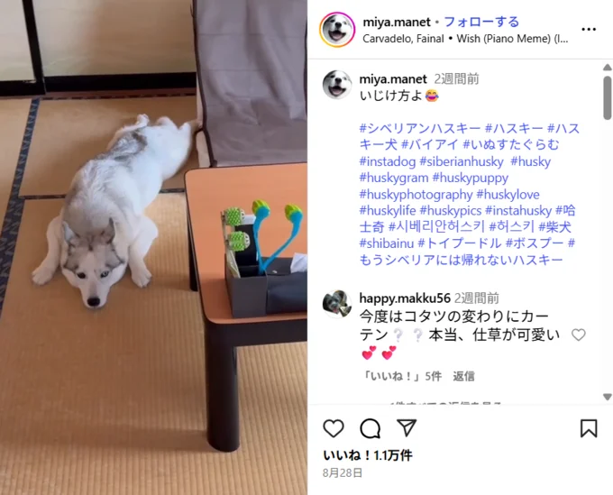 しゅん…と落ち込んだ音が聞こえてきそう▶こたつを撤去された悲しみはまだ続く(⇒次へ)