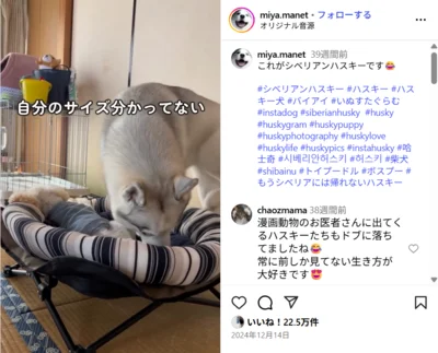 自分のサイズをわかっておらず子犬用のベッドにダイブして怒られる▶仲良くしたくても拒否される（⇒次へ）