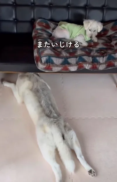 ソファの下に顔をつっこんでいじけるシベリアンハスキー▶22.5万いいねの天然な行動（⇒次へ）