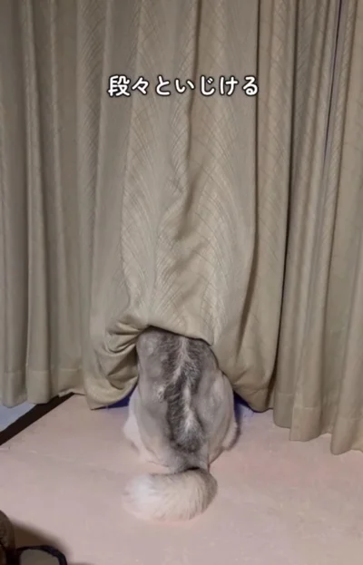 ますますいじけて悲壮感漂う背中▶こたつの代わりを見つけたシベリアンハスキー（⇒次へ）