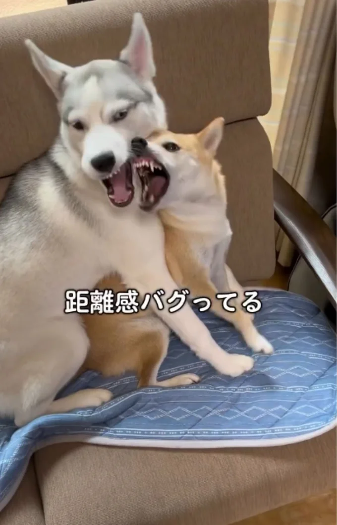 距離感を間違えて牙を向けられるシベリアンハスキー▶(次画像からほっこり愛らしい柴犬のあるあるを描いたコミックエッセイ『柴犬ぽんちゃん、今日もわが道を行く』が読めます)