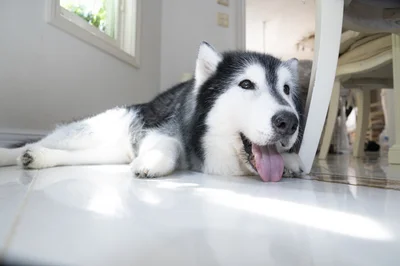 愛犬の嘘みたいな一面に衝撃…びょーんと伸びる癒やしの瞬間とは！？（⇒次へ）