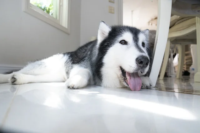 まさに”無防備の極み”。愛犬の嘘みたいな一面に「最高すぎる」と絶賛の声