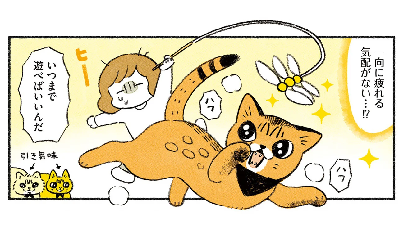 想像以上のベンガルパワー！ いつまで遊べばいいか分からない無尽蔵の