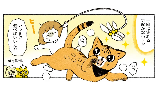 想像以上のベンガルパワー！ いつまで遊べばいいか分からない無尽蔵の体力