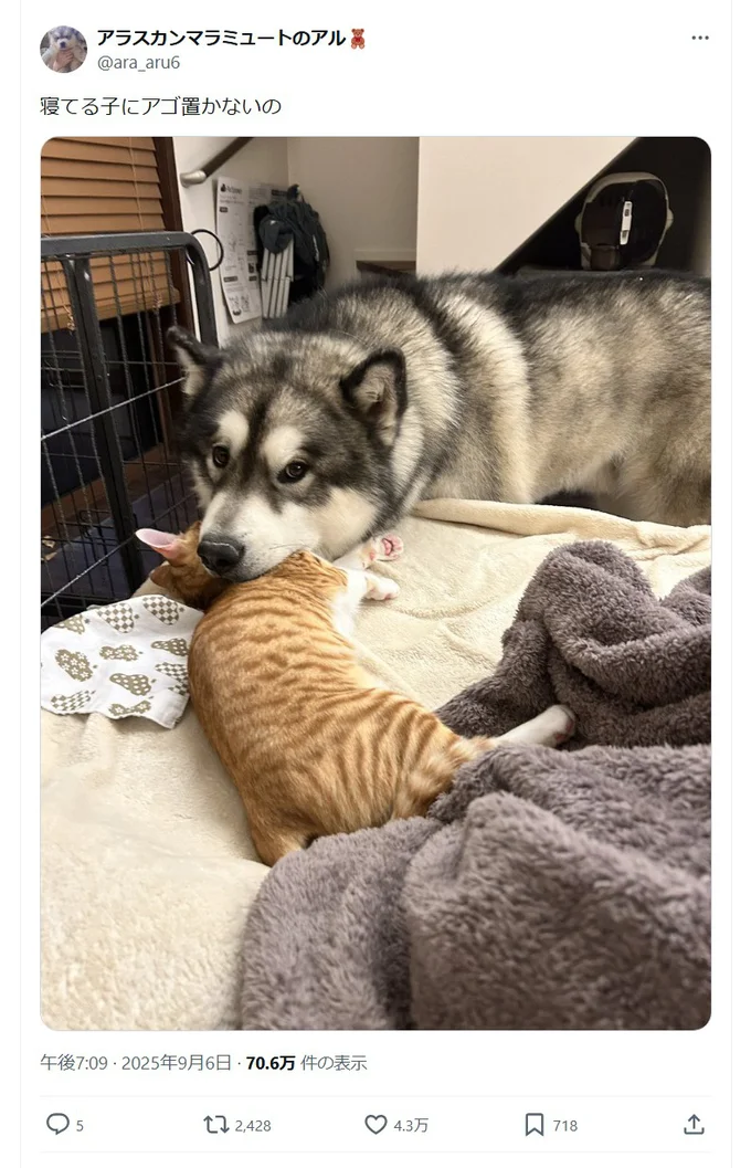ちょうどいいあご置き!?▶意外なものを枕にする犬(⇒次へ)