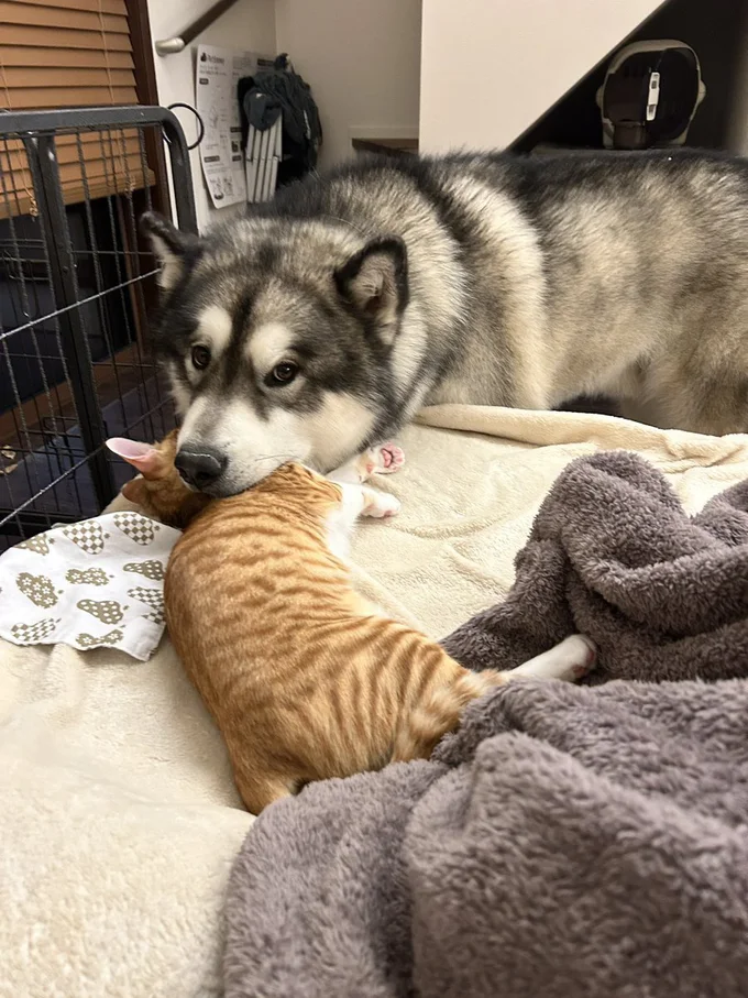 枕にぴったり！▶お昼寝中のモルトちゃん（⇒次へ）
