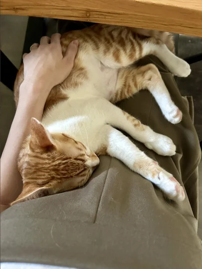 リラックスタイム♪▶服を着せられた犬を見に来た猫（⇒次へ）