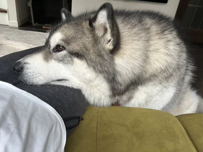 普段の凛々しさとのギャップにキュン▶届いた荷物の開封に絶対立ち会うマン達（⇒次へ）