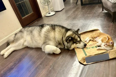 仲良し姿にほっこり♪▶イスに座ろうとしたら…（⇒次へ）