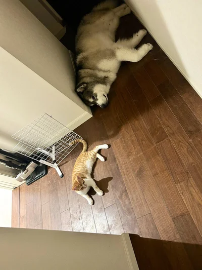 先輩を見習って同じポーズ！▶ぴっかぴかに洗われたアルちゃん（⇒次へ）