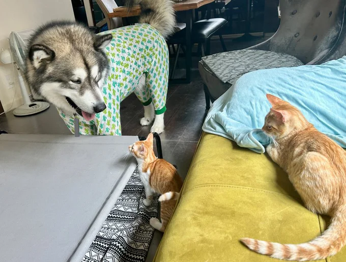 いつもと何か違う…?▶次画像から犬、猫、ニートによるちょっとニッチでシュールな日常を綴った大人気作『まめきちまめこニートの日常 こまちとタビ1』が読めます