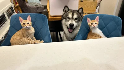 アラスカンマラミュートのアルちゃんと2匹の飼い猫