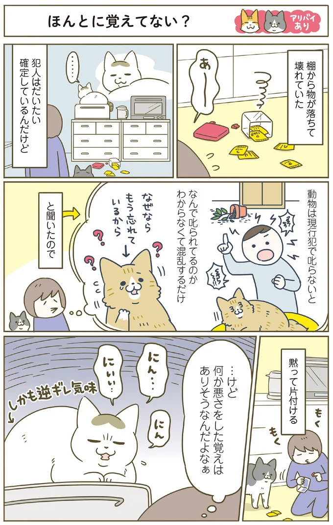 『うちの猫がまた変なことしてる。8』より