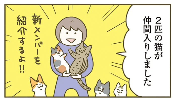 新メンバーを紹介するよ！保護猫カフェからやってきた2匹の新入り猫／うちの猫がまた変なことしてる。 8（1）