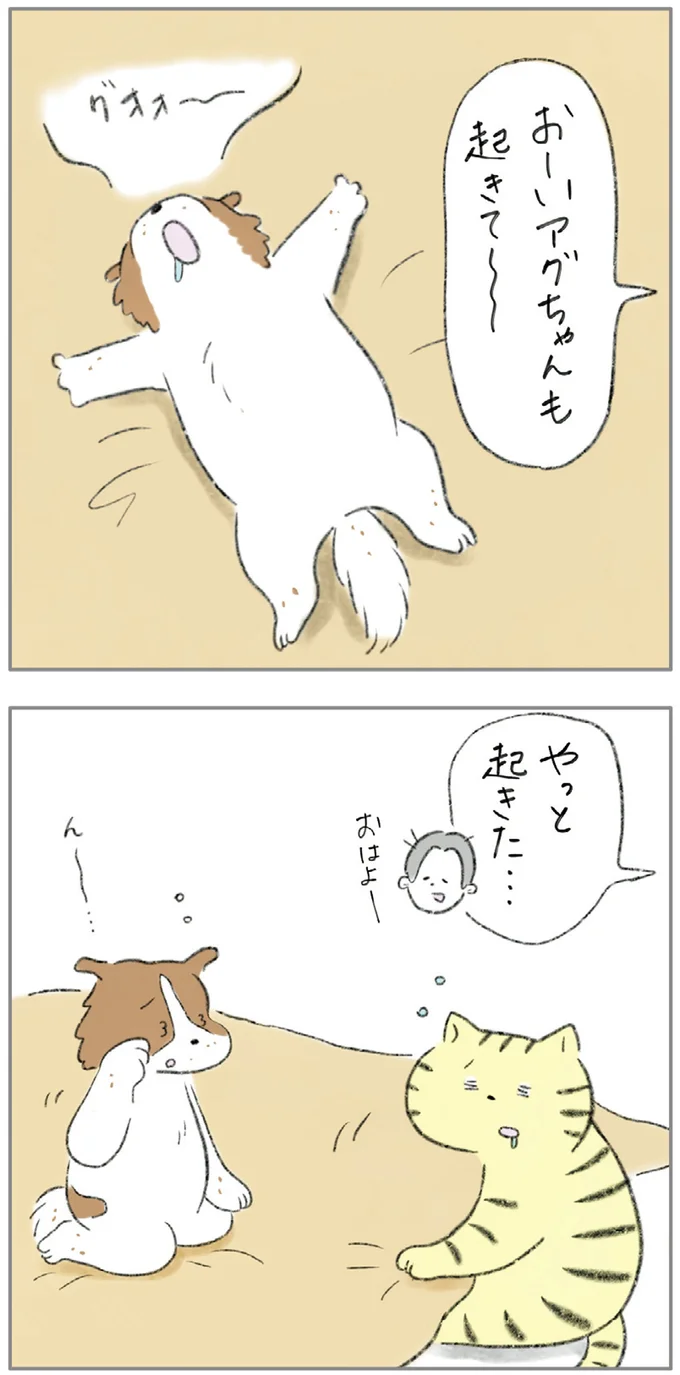 『ターとアグのしあわせ日和 元ノラ猫と元保護犬、ふたりは親友』より