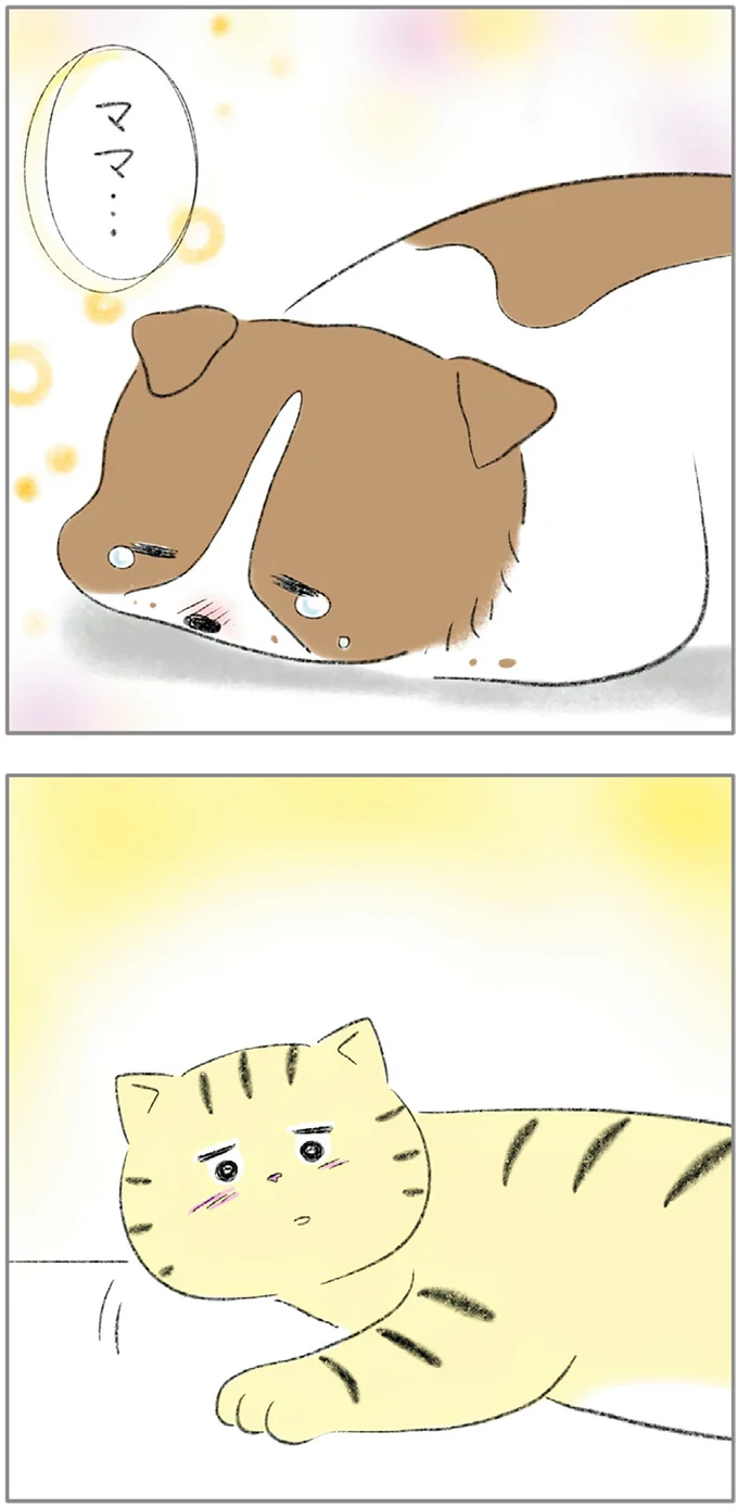 『ターとアグのしあわせ日和 元ノラ猫と元保護犬、ふたりは親友』より