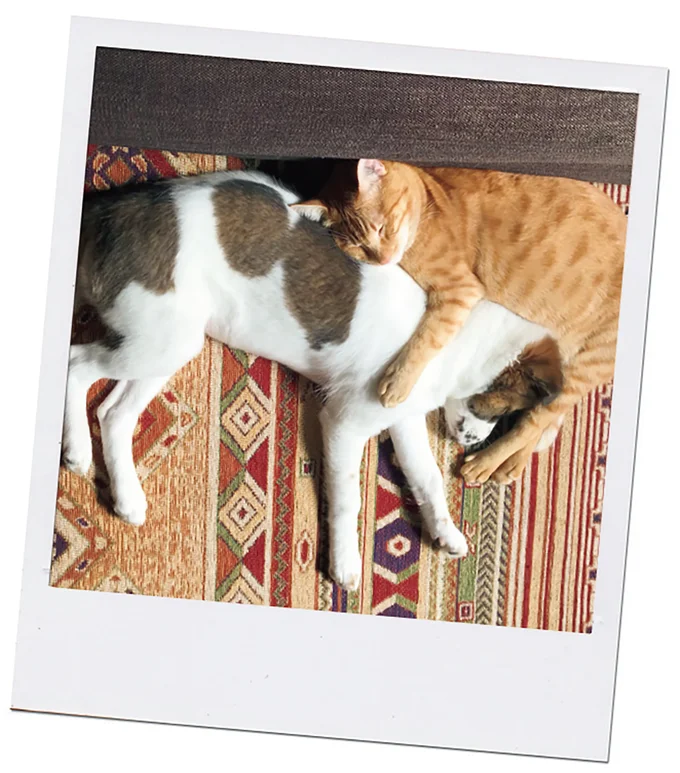 『ターとアグのしあわせ日和 元ノラ猫と元保護犬、ふたりは親友』より