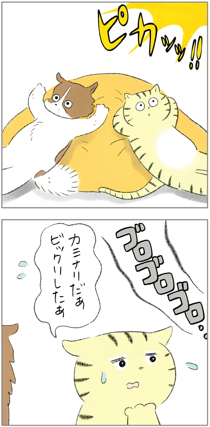 『ターとアグのしあわせ日和 元ノラ猫と元保護犬、ふたりは親友』より