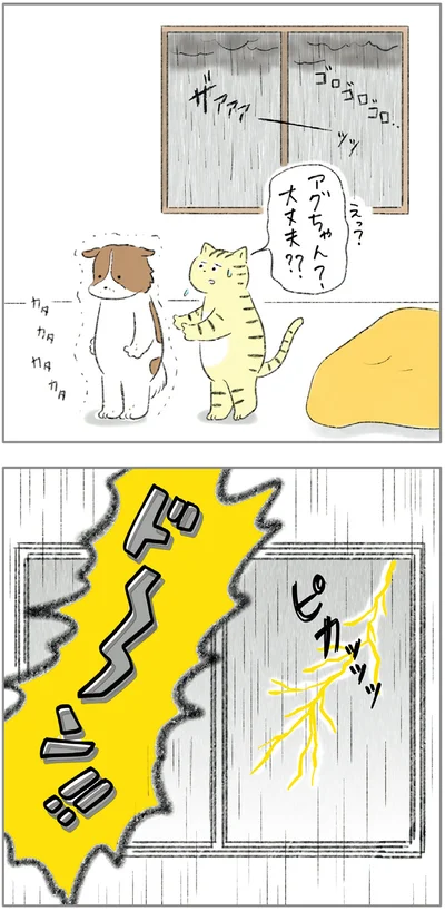 『ターとアグのしあわせ日和 元ノラ猫と元保護犬、ふたりは親友』より