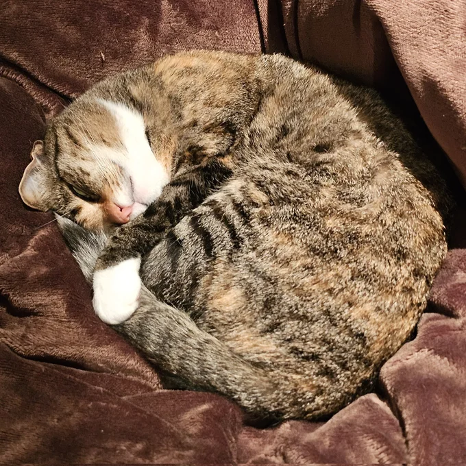 よく寝た猫ちゃん▶庭に…！（⇒次へ）