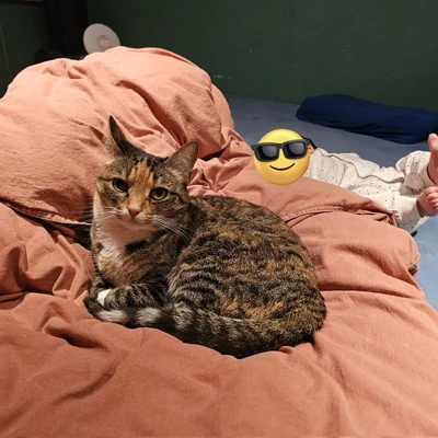 赤ちゃんと猫ちゃんが交互に起こしてくる▶集めるぞ！（⇒次へ）