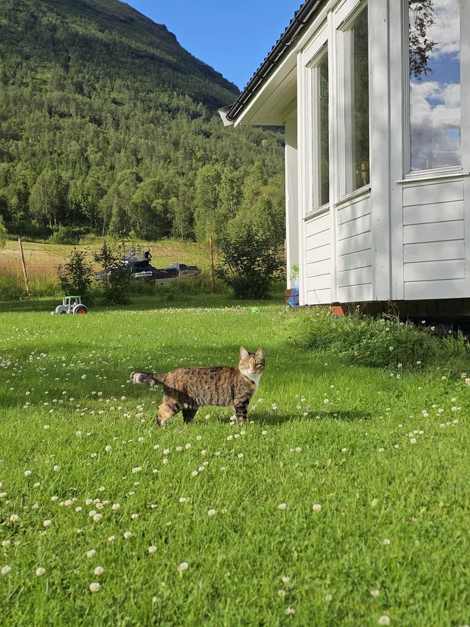 お庭にいる猫ちゃん▶衝撃の場面！（⇒次へ）