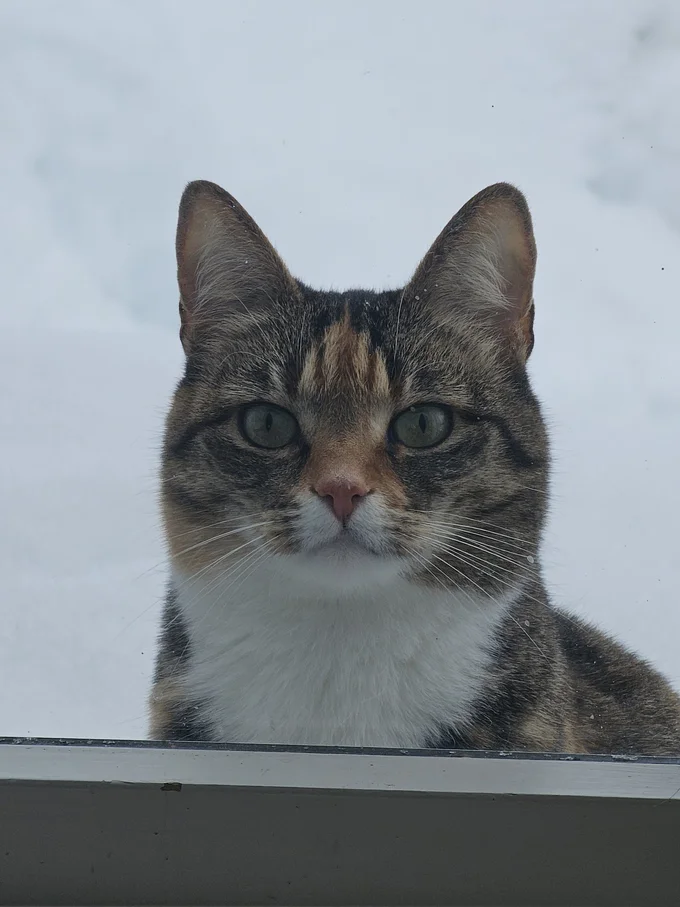5月なのに雪深い様子でバズった猫ちゃん▶「息子〜寝るよ〜」とお父さんがもってきたのは…（⇒次へ）