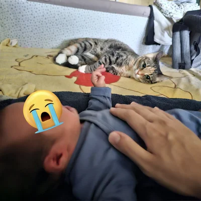 次男くんを見守る猫ちゃん▶（次画像からネコ様を溺愛する人間と、猫のすれ違いを描いた、読めば思わず笑顔になること間違いなしのコミカルな猫漫画『今日もネコ様の圧が強い』が読めます）
