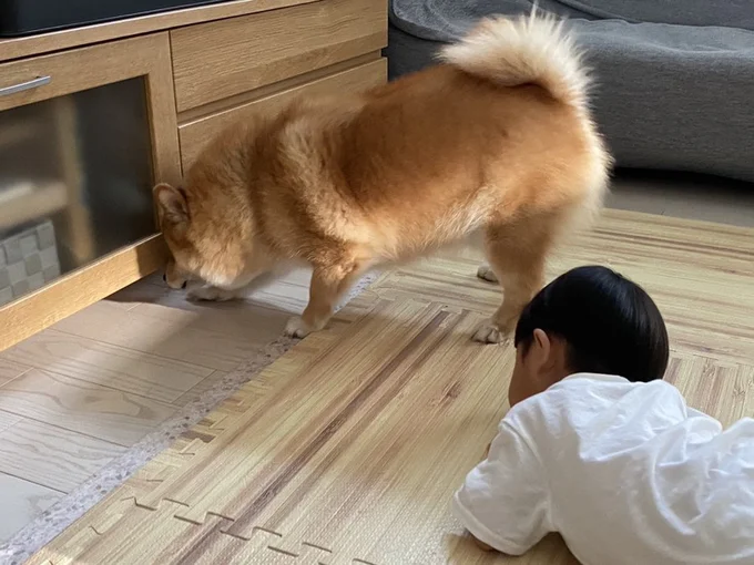 テレビ台の下におもちゃが入って相談し合っているみたい!▶おすわり姿が可愛い!(⇒次へ)