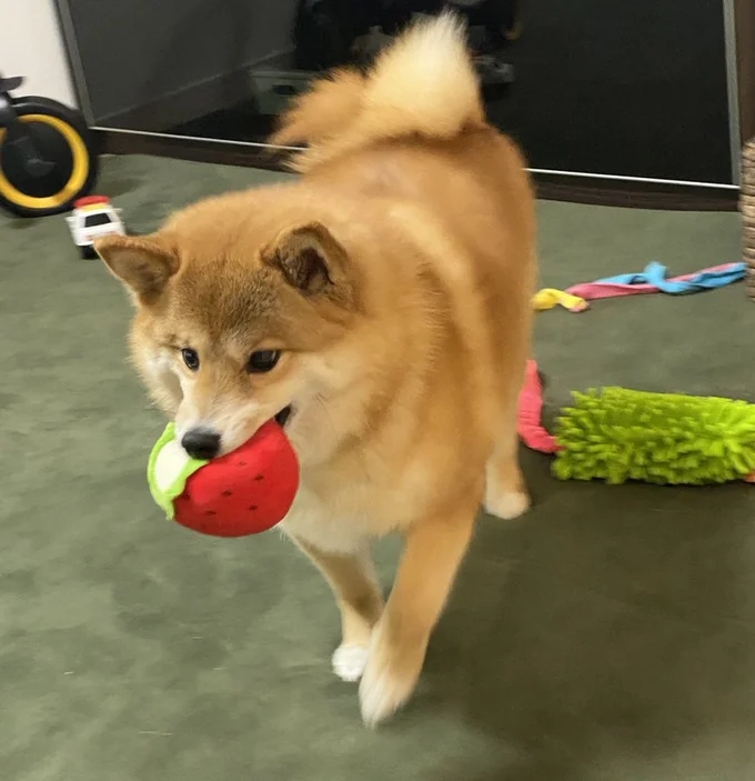イチゴを運ぶコンソメちゃん▶普段はこんな表情も♪（⇒次へ）
