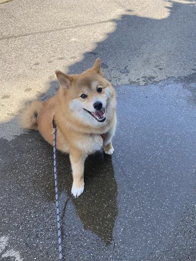 水たまりに浸かってニッコリ▶撫でてのおねだりポーズ（⇒次へ）