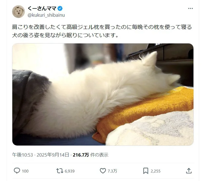 高級ジェル枕が…！▶気に入っちゃったか（⇒次へ）