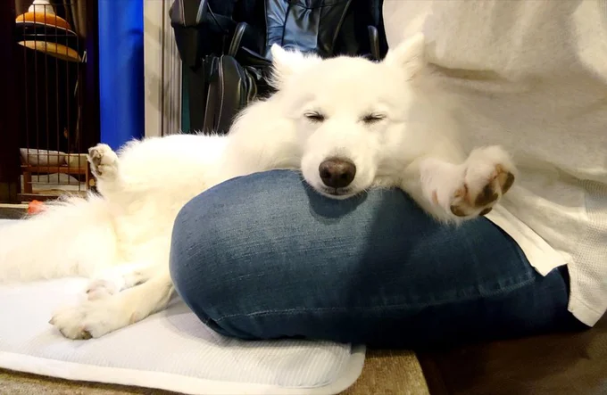 お膝で寝始める楽くん▶お外気持ちいい！（⇒次へ）