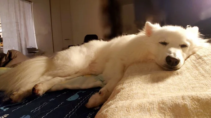 気持ちよさそうに高級ジェル枕を使う楽君くん▶枕の伝道師（⇒次へ）