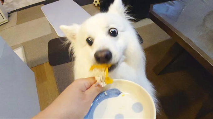 おすそ分けケーキを爆速で食べる楽くん▶お誕生日おめでとう！（⇒次へ）