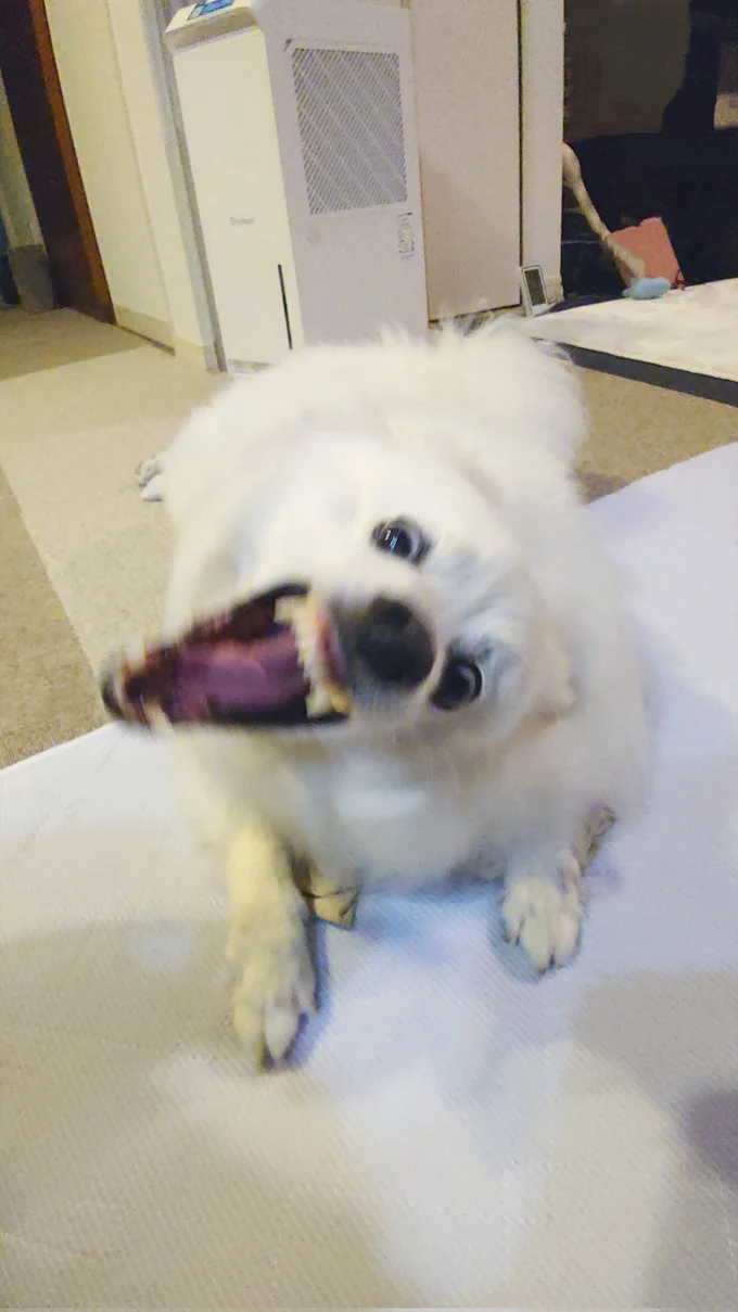 宝物（飼い主さんのシャツ）を守る楽くん▶大事な宝物（⇒次へ）