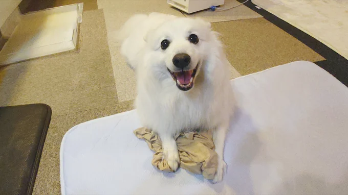 宝物（飼い主さんのシャツ）▶水遊び！（⇒次へ）