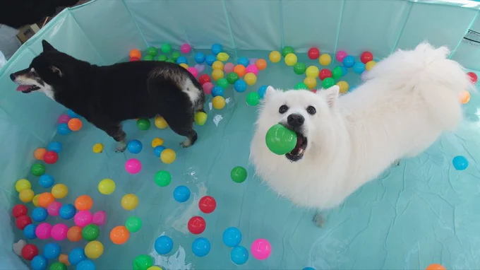 プールのボールで遊ぶ楽くんとひなたちゃん▶前が…前が見えない！（⇒次へ）